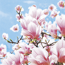 Tissue-Servietten blooming magnolia